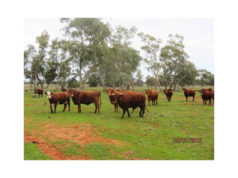 Irisvale Burthong Road, Nymagee, Cobar NSW 2835