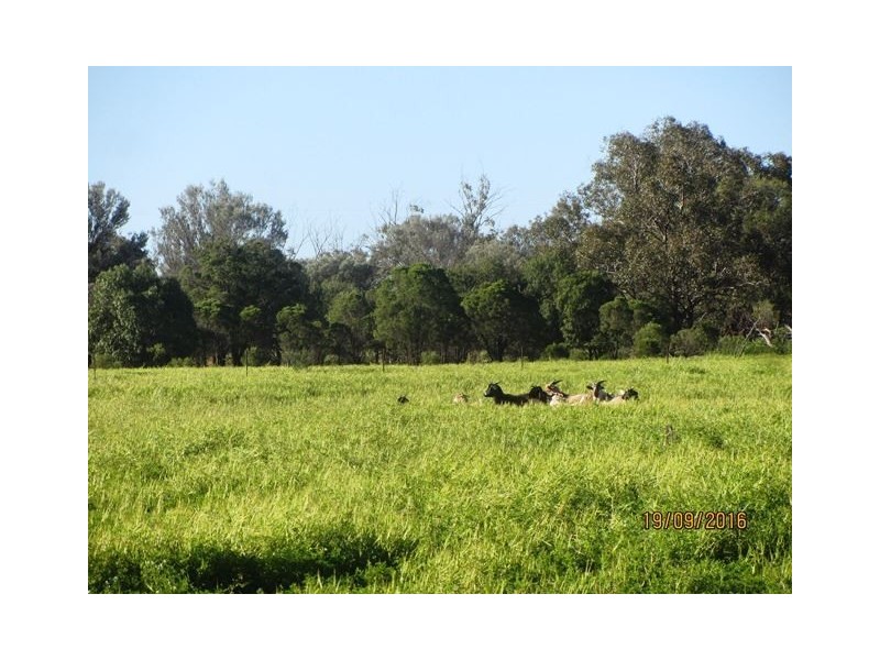 * Darling Downs, Cobar NSW 2835