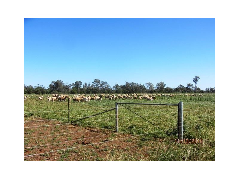* Denroy, Cobar NSW 2835