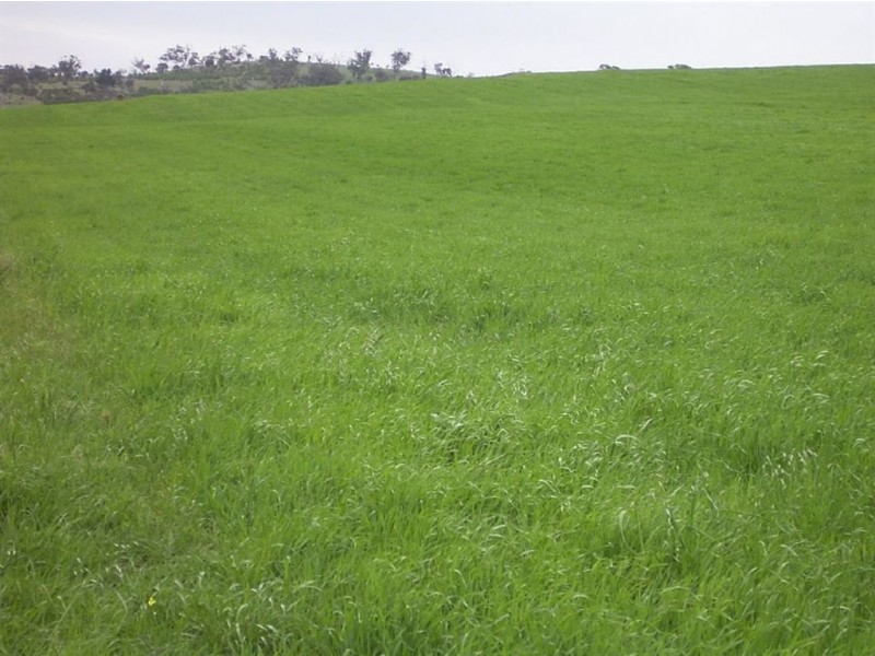 Sect 310 Halls Road, Stone Hut SA 5480