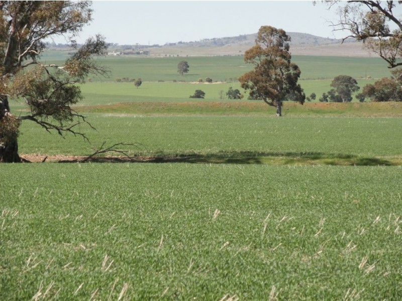 On Booleroo Appila Road, Booleroo Centre SA 5482