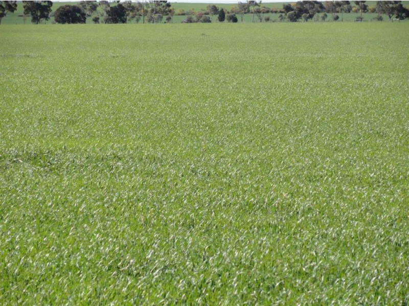On Booleroo Appila Road, Booleroo Centre SA 5482