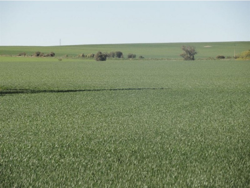 On Booleroo Appila Road, Booleroo Centre SA 5482