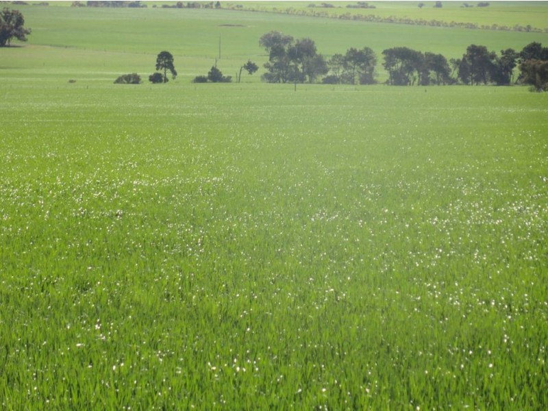 On Booleroo Appila Road, Booleroo Centre SA 5482