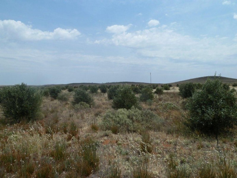 * Packer Street, Terowie SA 5421