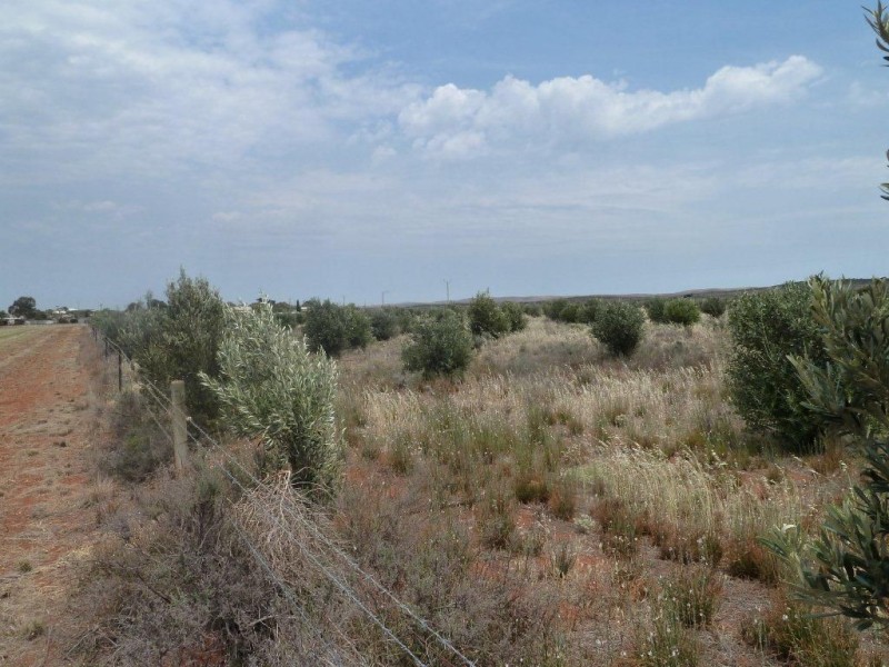 * Packer Street, Terowie SA 5421