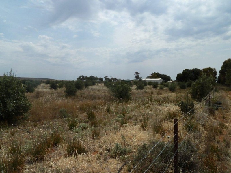 * Packer Street, Terowie SA 5421