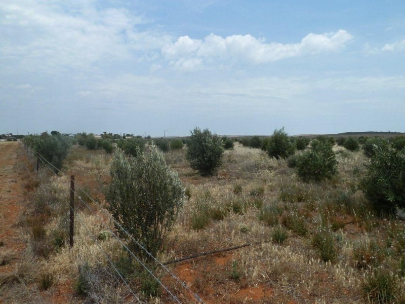 * Packer Street, Terowie SA 5421