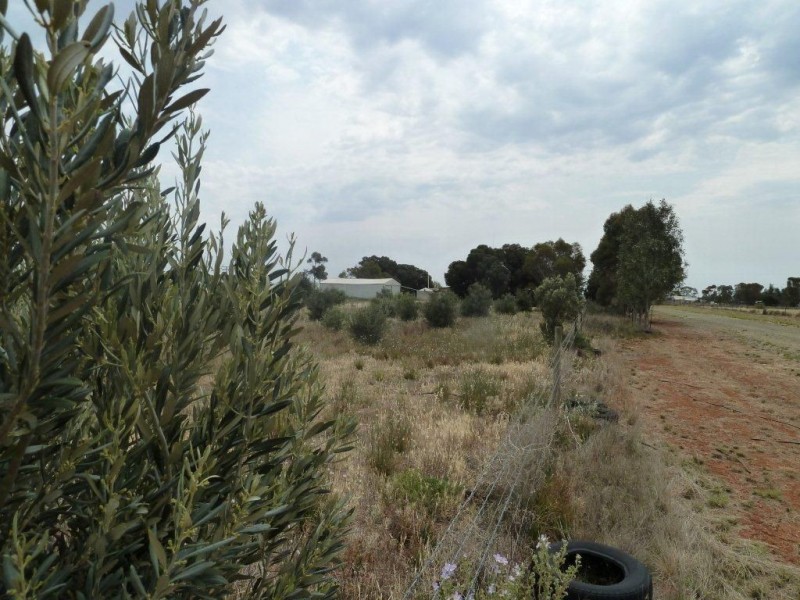 * Packer Street, Terowie SA 5421