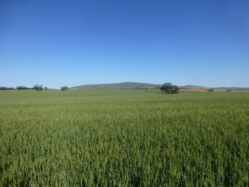 * “Gumview”, Pekina SA 5431