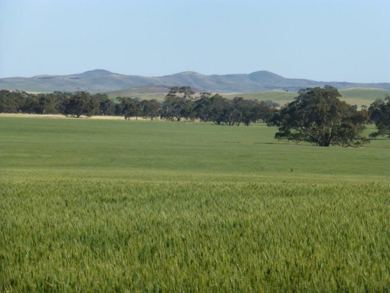 * “Gumview”, Pekina SA 5431