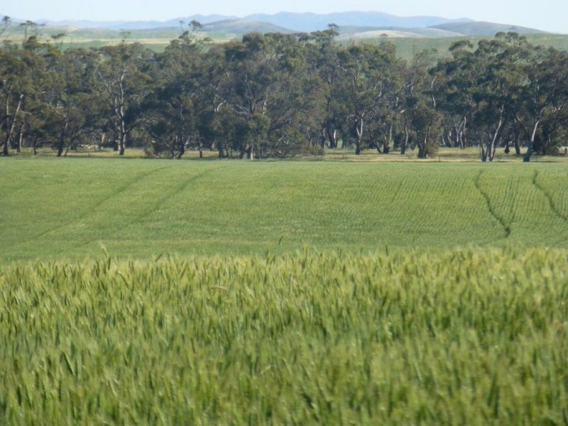 * “Gumview”, Pekina SA 5431