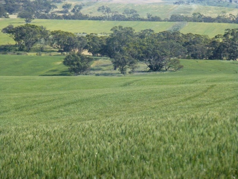 * “Gumview”, Pekina SA 5431