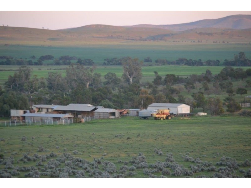 * ‘Ivy Glenn’, Carrieton SA 5432