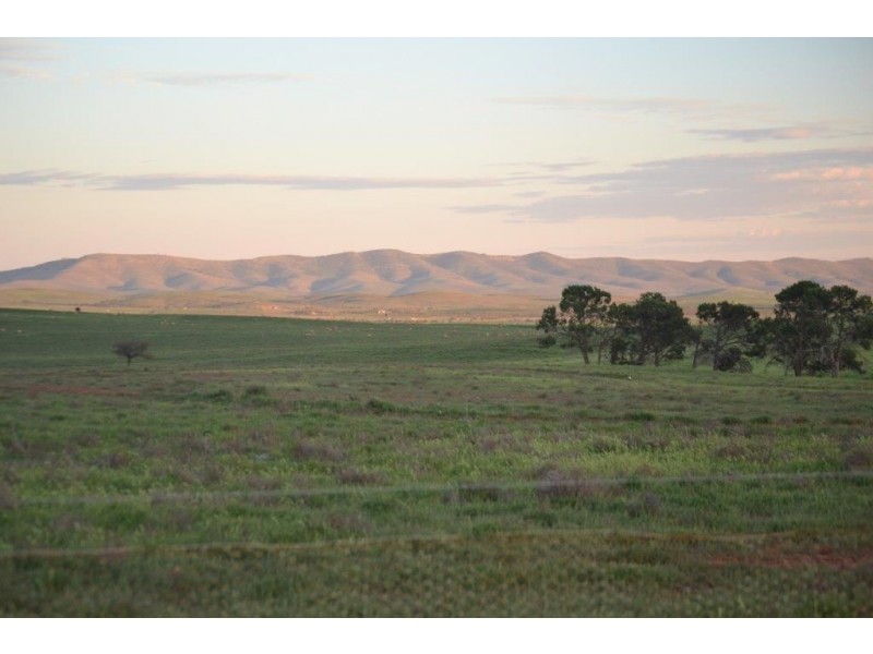 * ‘Ivy Glenn’, Carrieton SA 5432