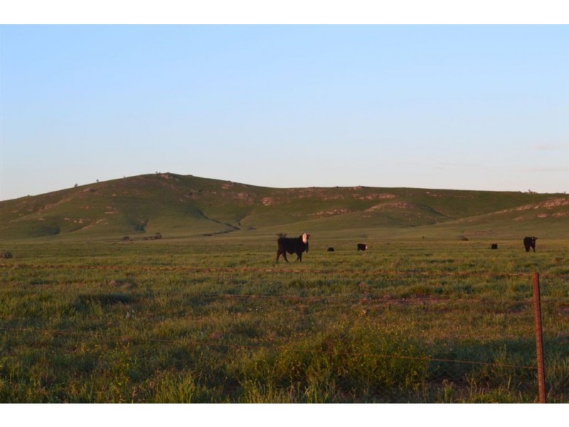 * ‘Ivy Glenn’, Carrieton SA 5432