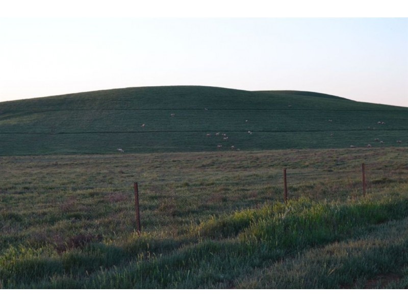 * ‘Ivy Glenn’, Carrieton SA 5432