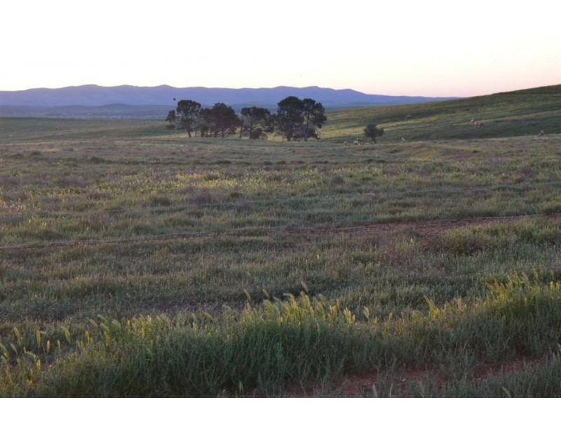 * ‘Ivy Glenn’, Carrieton SA 5432