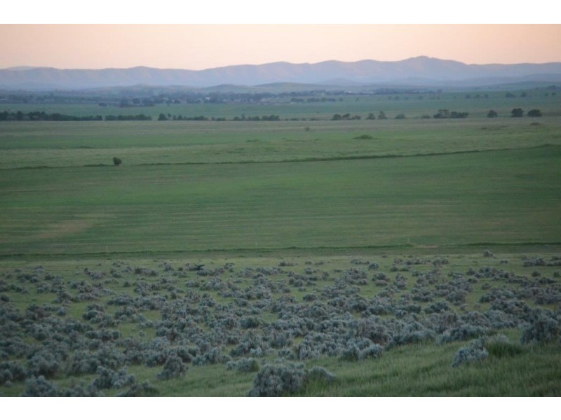 * ‘Ivy Glenn’, Carrieton SA 5432