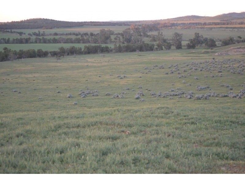 * ‘Ivy Glenn’, Carrieton SA 5432