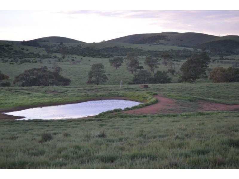 * ‘Ivy Glenn’, Carrieton SA 5432