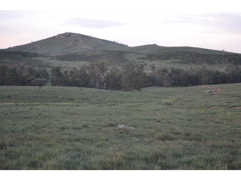 * ‘Ivy Glenn’, Carrieton SA 5432