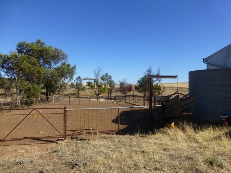 * ‘Ivy Glenn’, Carrieton SA 5432