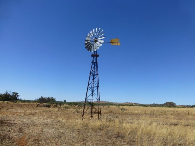 * ‘Ivy Glenn’, Carrieton SA 5432