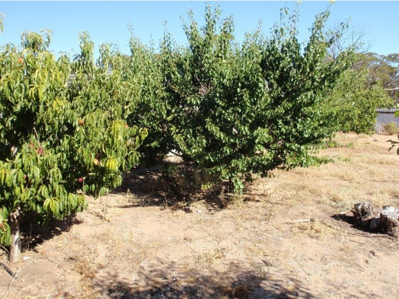 45 Barns St, Warramboo SA 5650