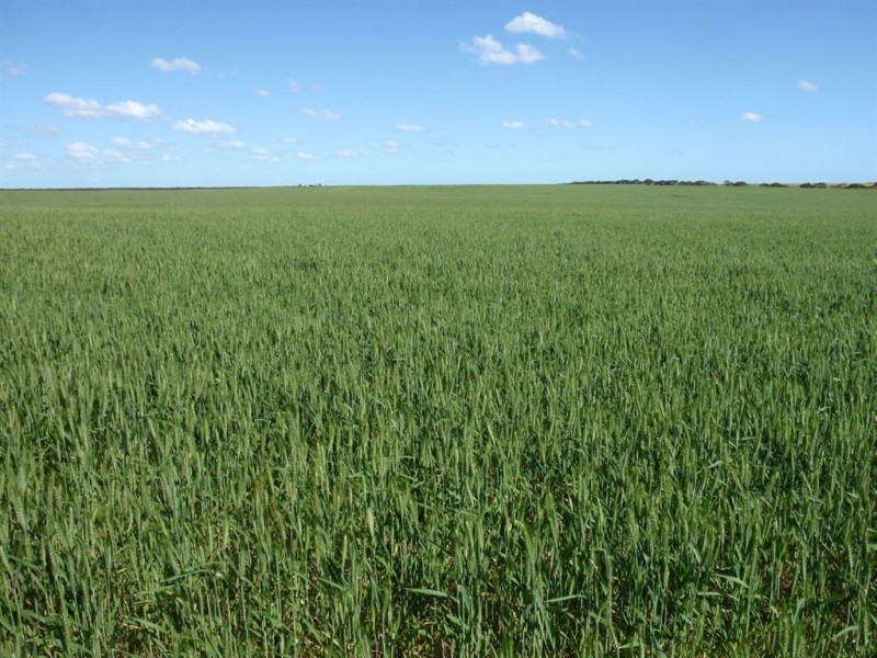 3706 Port Kenny Road, Minnipa SA 5654