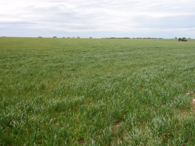 3706 Port Kenny Road, Minnipa SA 5654