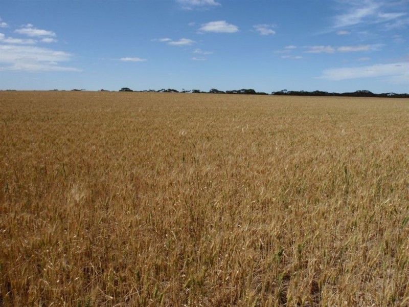 2235 Mt Damper Road, Minnipa SA 5654