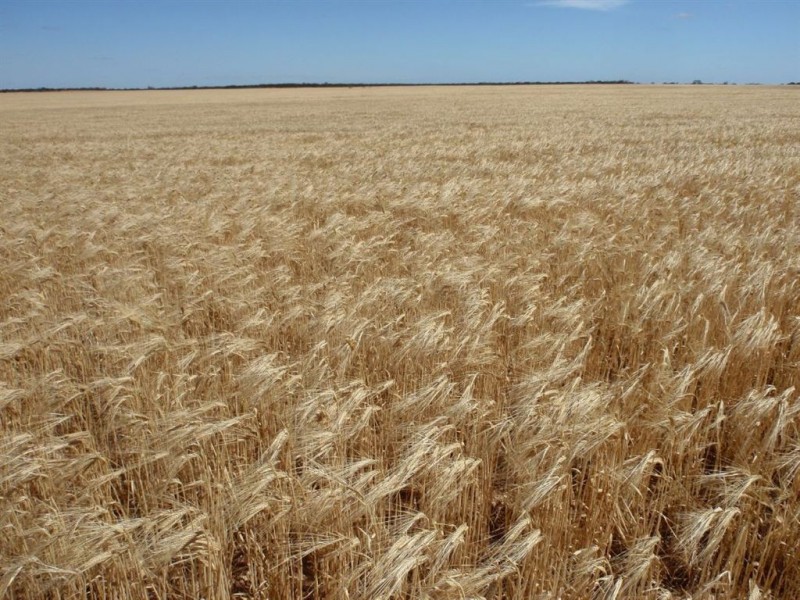 2235 Mt Damper Road, Minnipa SA 5654