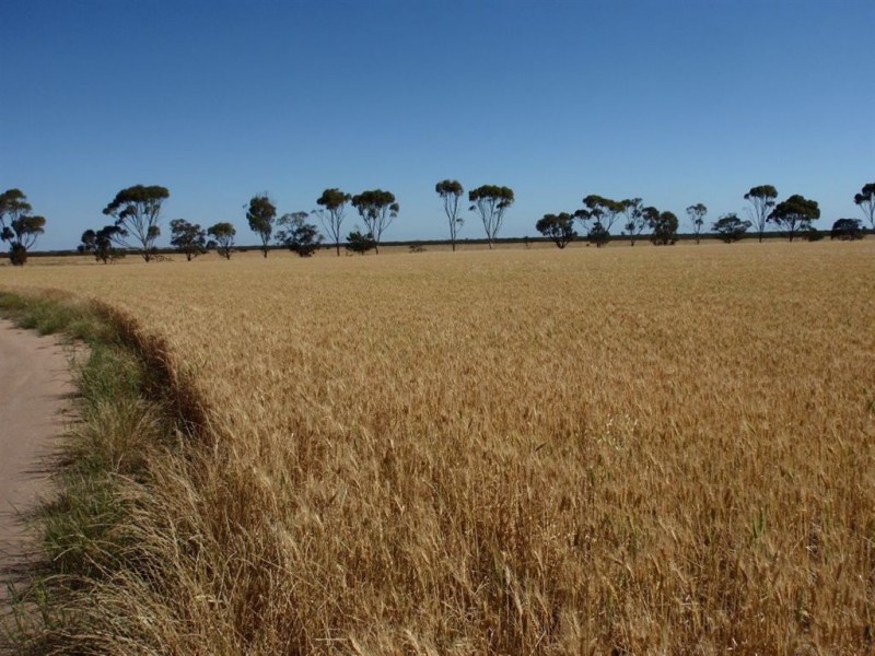 2235 Mt Damper Road, Minnipa SA 5654