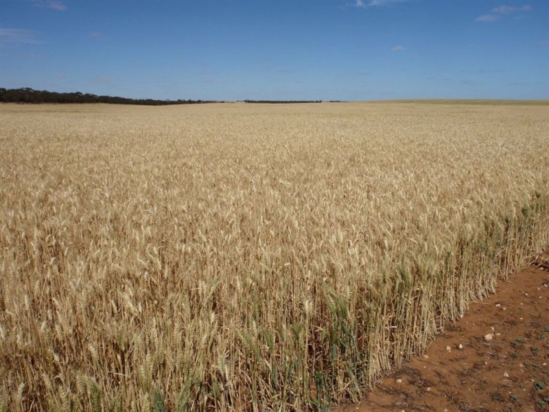 2235 Mt Damper Road, Minnipa SA 5654