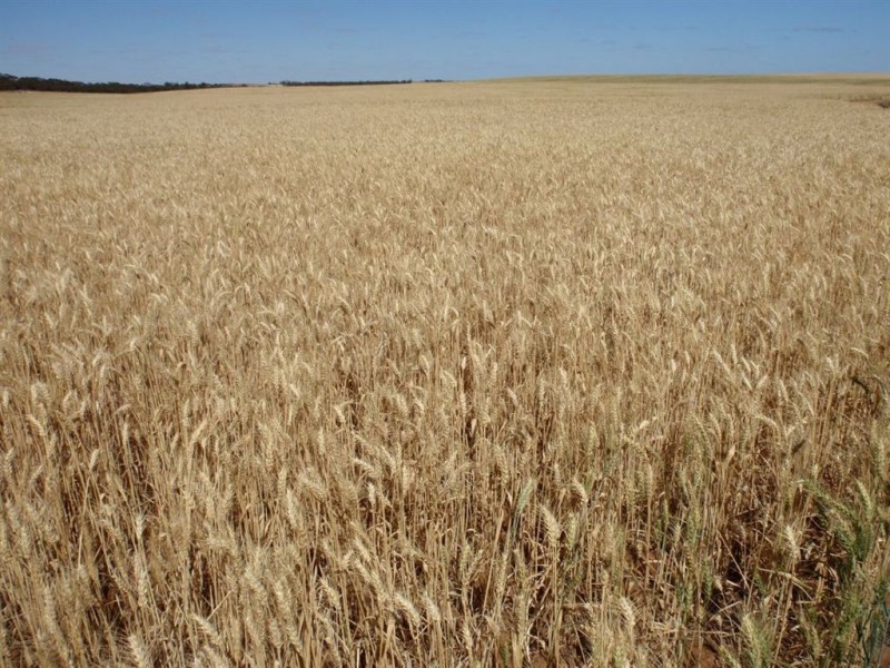 2235 Mt Damper Road, Minnipa SA 5654