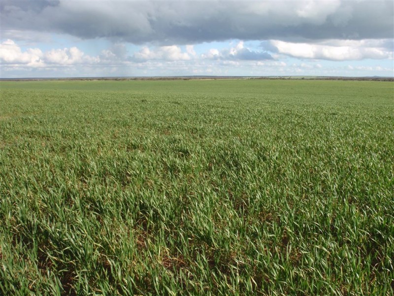 542 Palabie Road, Wudinna SA 5652