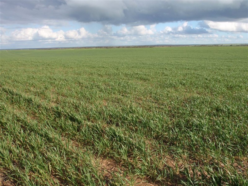 542 Palabie Road, Wudinna SA 5652