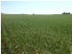 253 Carrick Road, Warramboo SA 5650