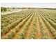 Lot 2 Macaw Creek Road, Riverton SA 5412