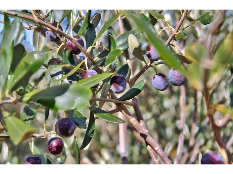 Lot 2 Macaw Creek Road, Riverton SA 5412