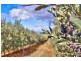 Lot 2 Macaw Creek Road, Riverton SA 5412