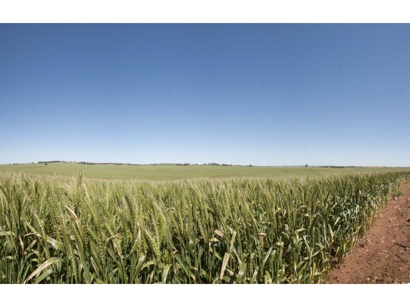 1 Old Burra Road, Manoora SA 5414