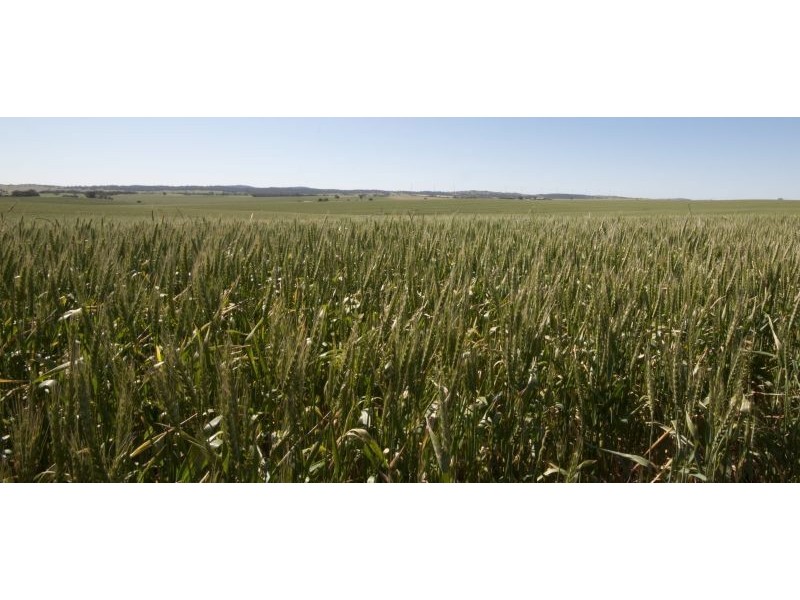 1 Old Burra Road, Manoora SA 5414