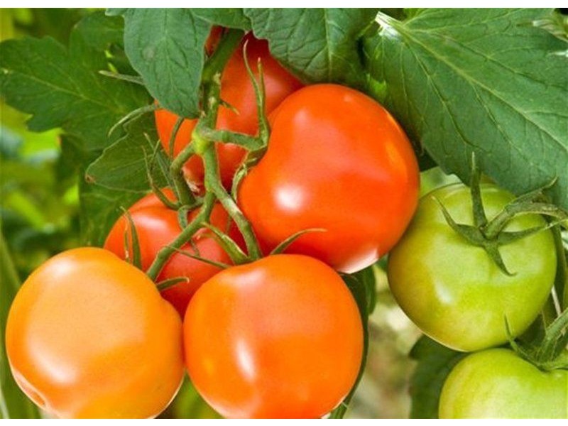 Lot 284 Chivell Road, Angle Vale SA 5117