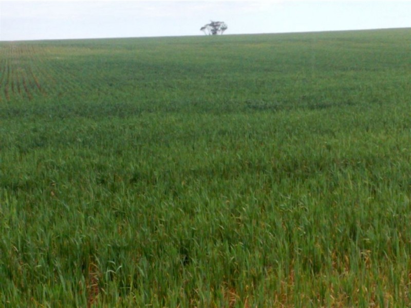 Assort Sec Ridley Road & Schubert Road, Cambrai SA 5353