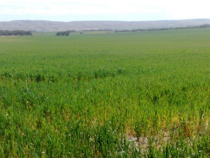 Assort Sec Ridley Road & Schubert Road, Cambrai SA 5353