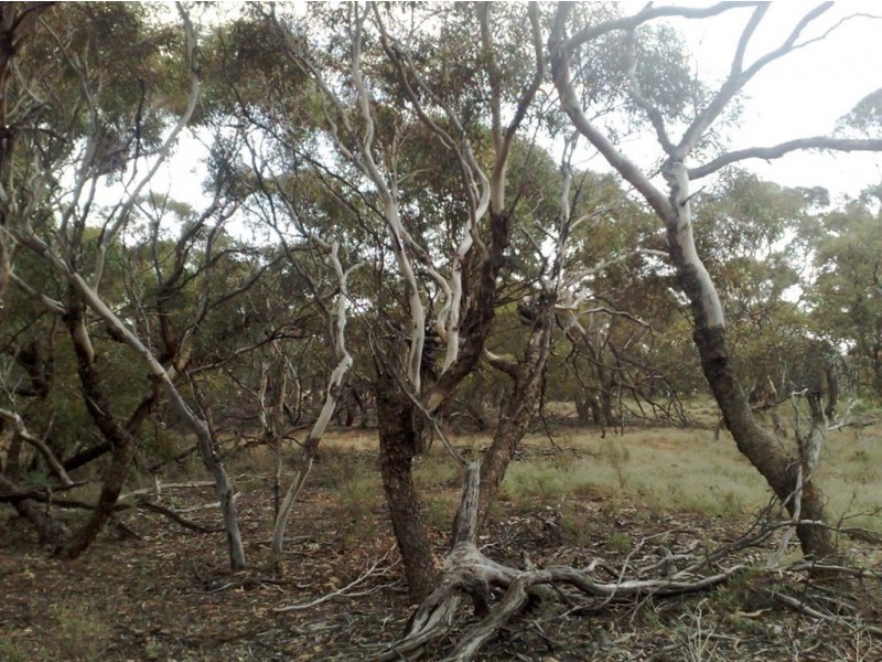 Assort Sec Ridley Road & Schubert Road, Cambrai SA 5353