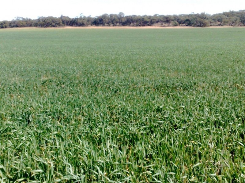 Assort Sec Ridley Road & Schubert Road, Cambrai SA 5353