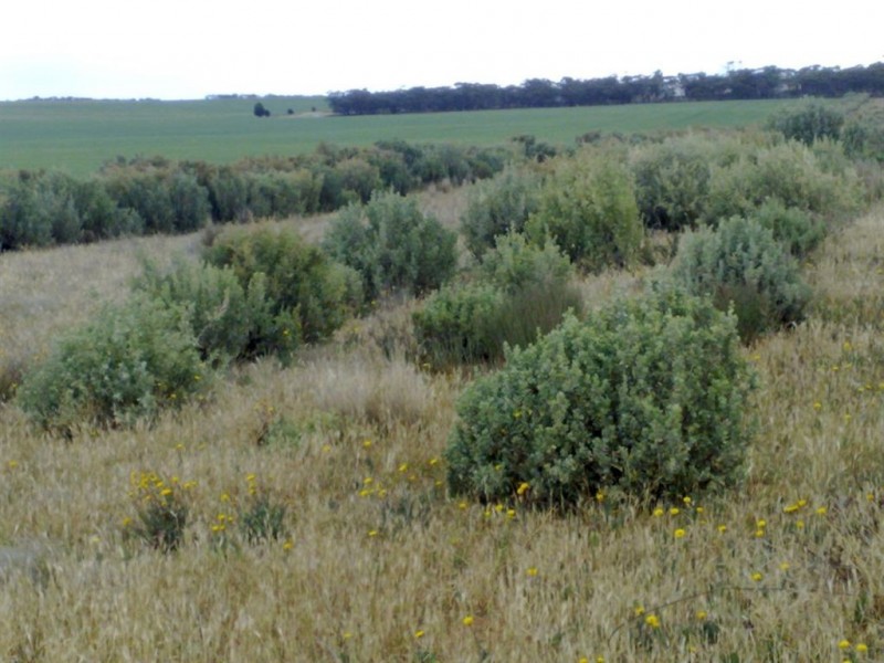 Lot 52 Schubert Road, Cambrai SA 5353